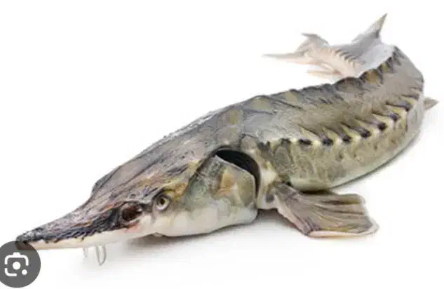 فروش ماهی ازون برون|ماهی|بابل, |دیوار