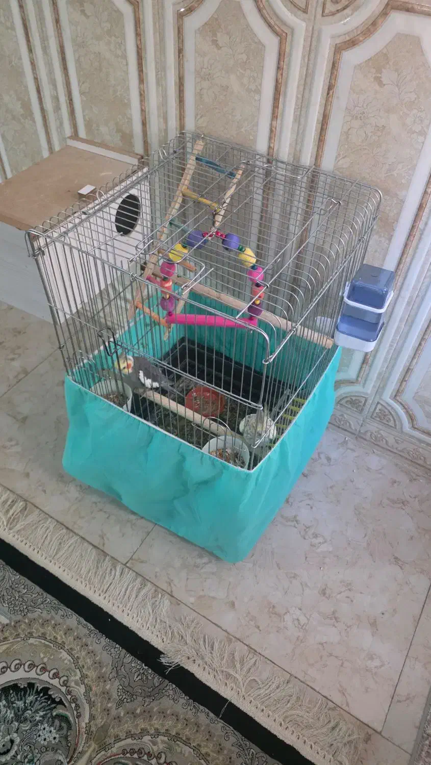 عروس هلندی فروشی|پرنده|الیگودرز, |دیوار