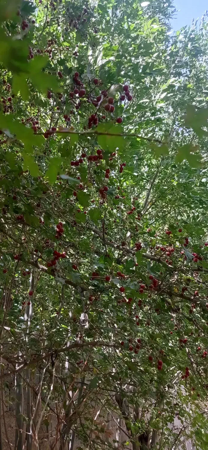 خانه ویلا|فروش خانه و ویلا|چناران, |دیوار