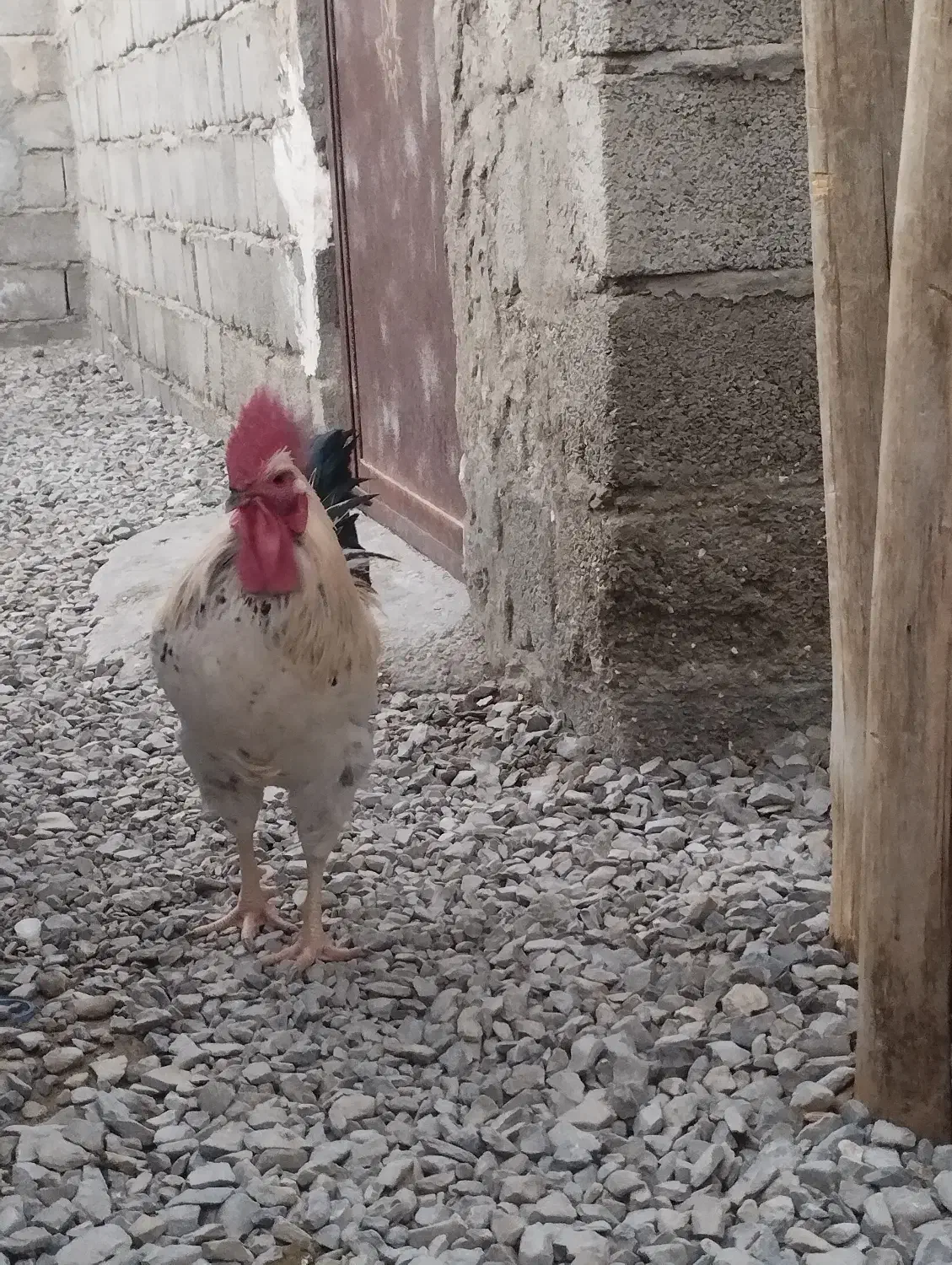 فروشی‌است|حیوانات مزرعه|سراوان, |دیوار