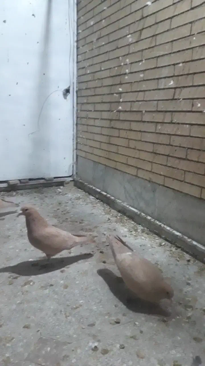 کفتر|پرنده|رفسنجان, |دیوار