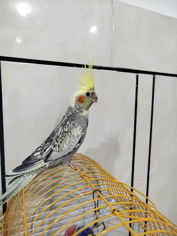 عروس هلندی|پرنده|پاکدشت, شهرک امام رضا|دیوار