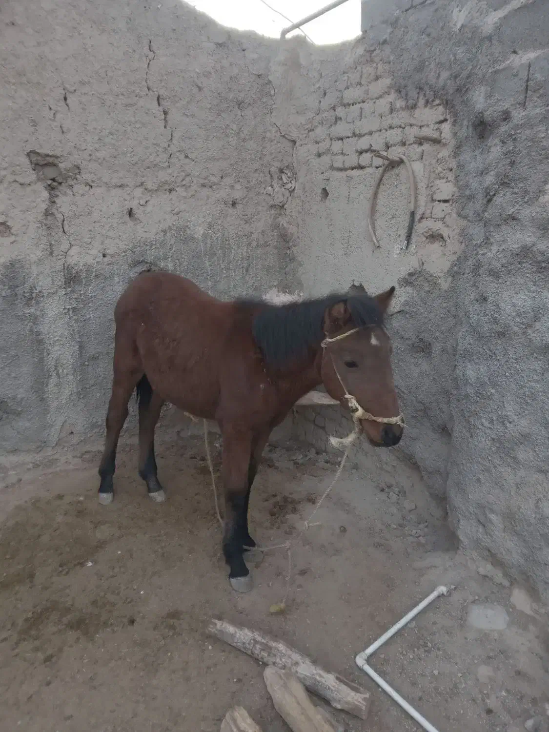 اسب چهار ماهه ماده|اسب و تجهیزات اسبسواری|مشهد, خاتم الانبیا|دیوار