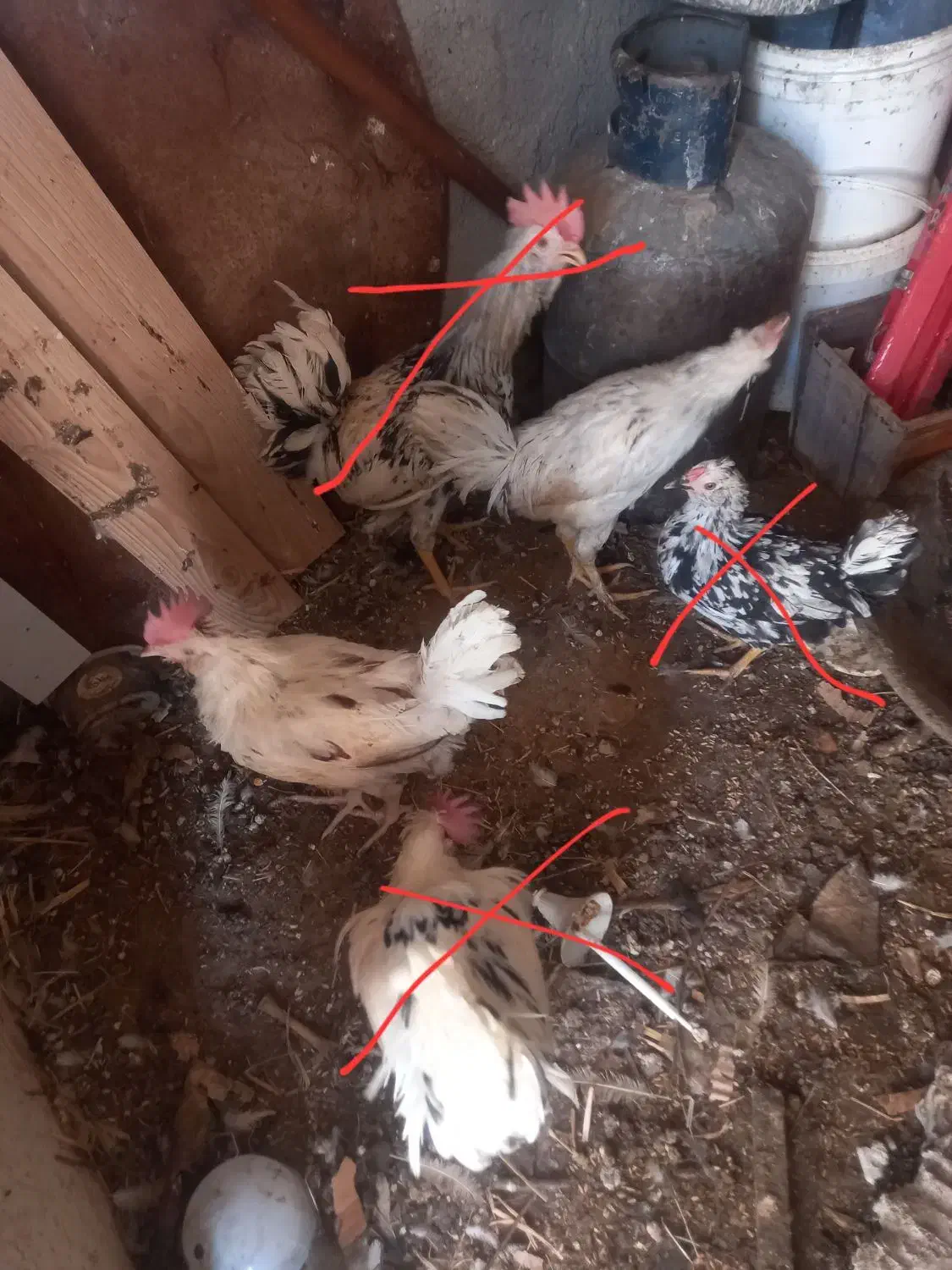 گلین معاوضه عروس هلندی برزیلی فنچ کینگ قناری و..|پرنده|محمدشهر, محمدشهر|دیوار