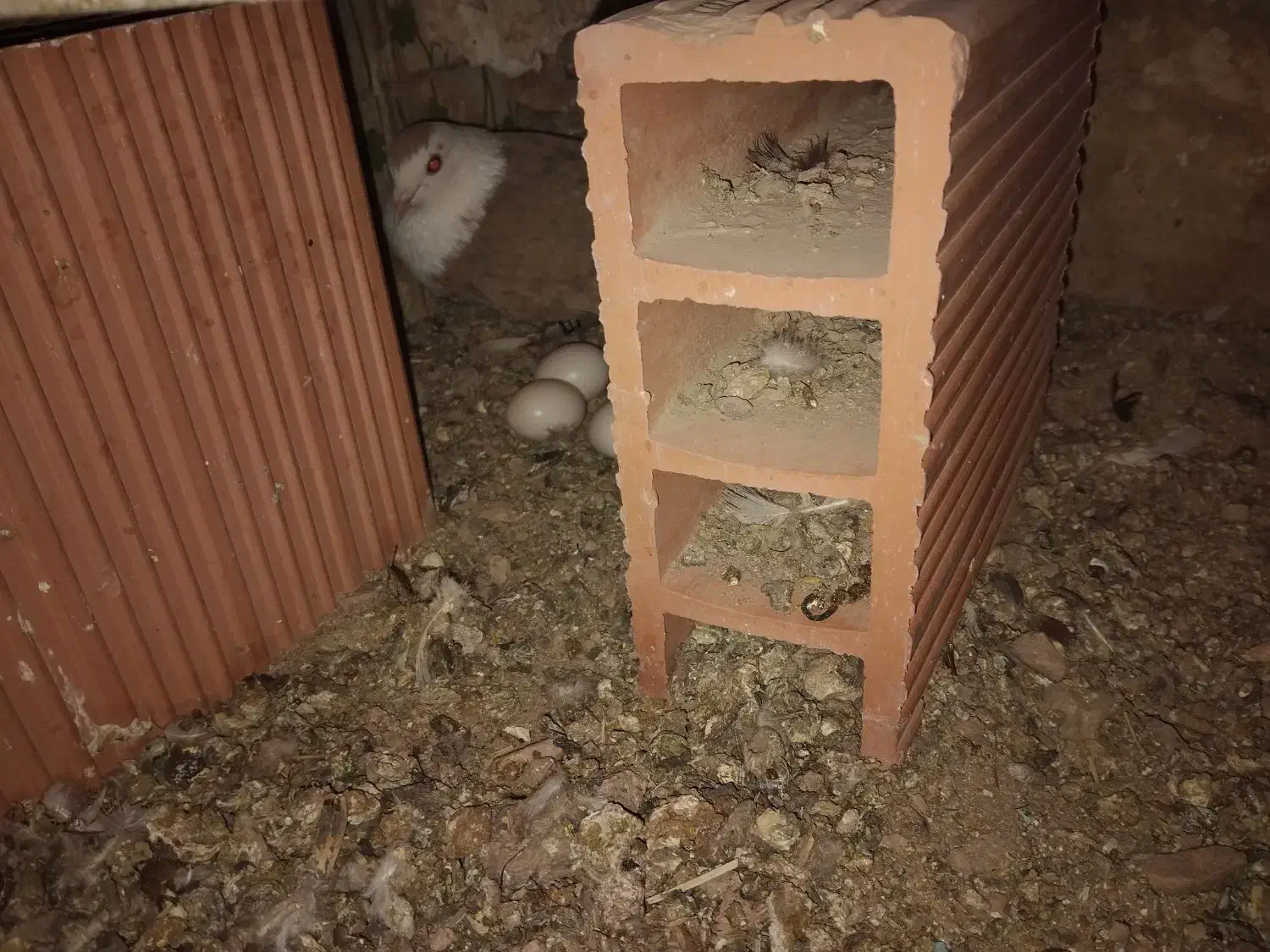 جفت کربلایی|پرنده|کرمان, |دیوار