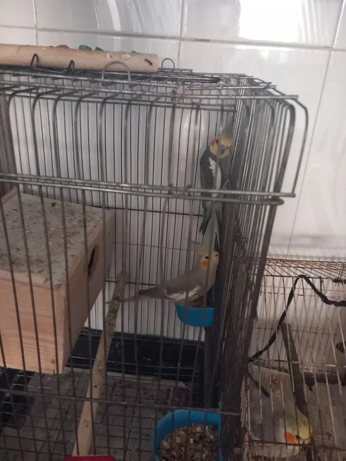 فروش ۳عدد عروس هلندی|پرنده|چاف و چمخاله, |دیوار