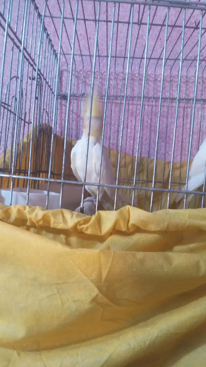 شیبان کوی امام|پرنده|باوی, |دیوار