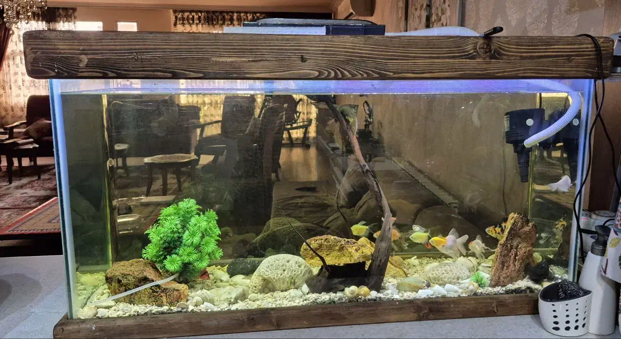 آکواریوم همراه با ماهی|ماهی|اصفهان, خانه اصفهان|دیوار