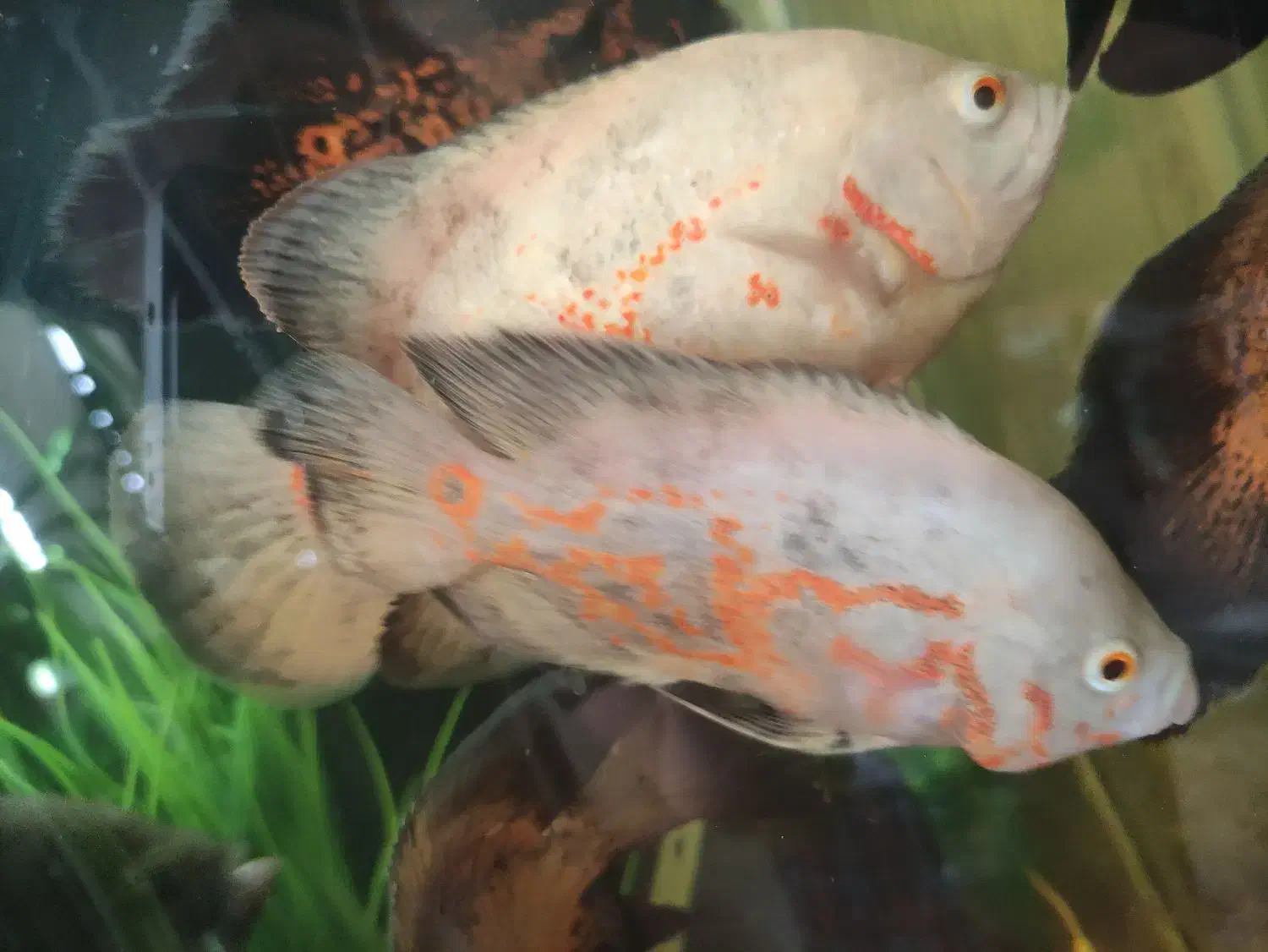 ماهی اسکار بزرگ|ماهی|شاهین‌شهر, عطار|دیوار