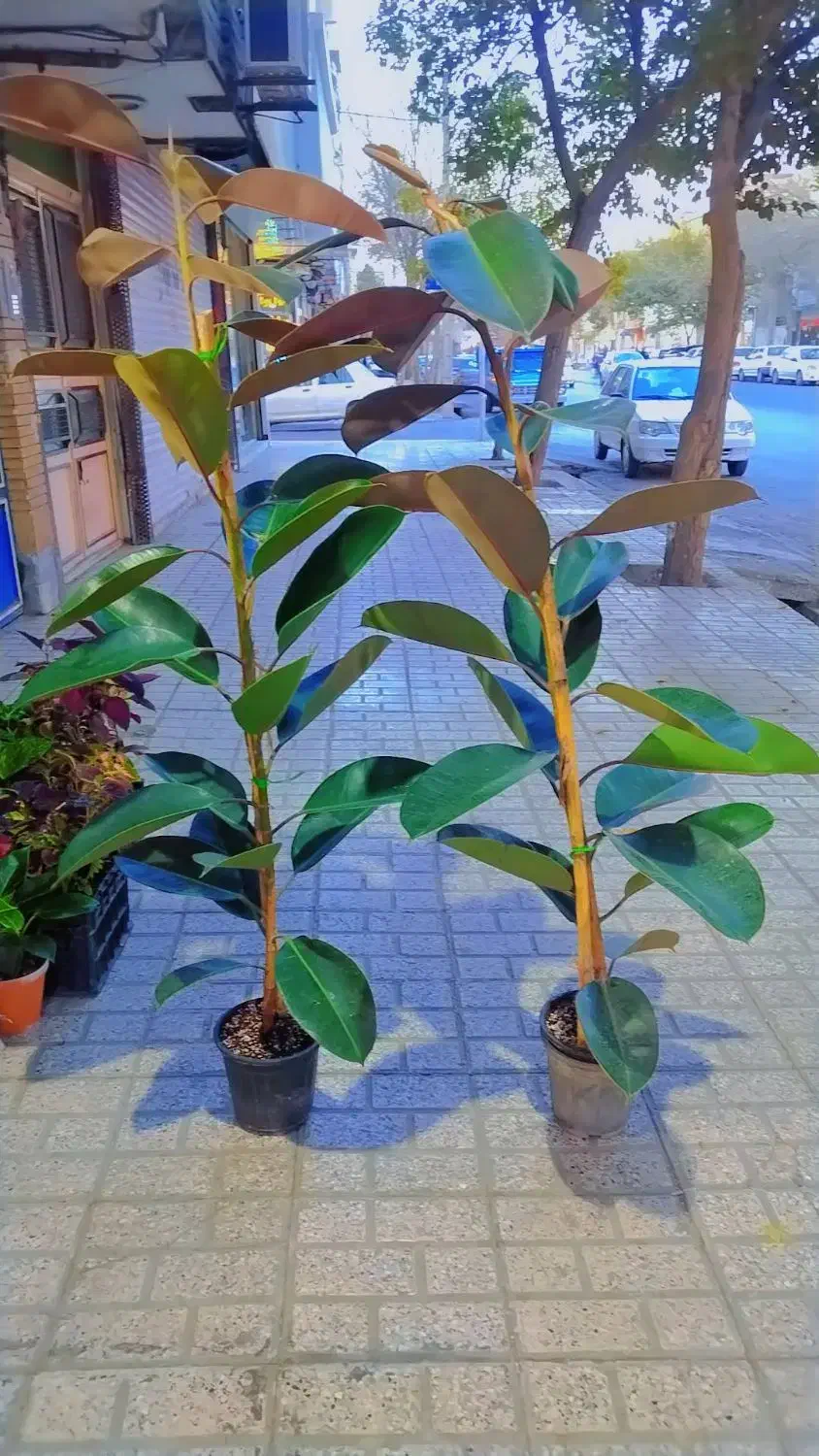 گل وگیاه فیکوس|گل و گیاه طبیعی|مشهد, ایثارگران|دیوار