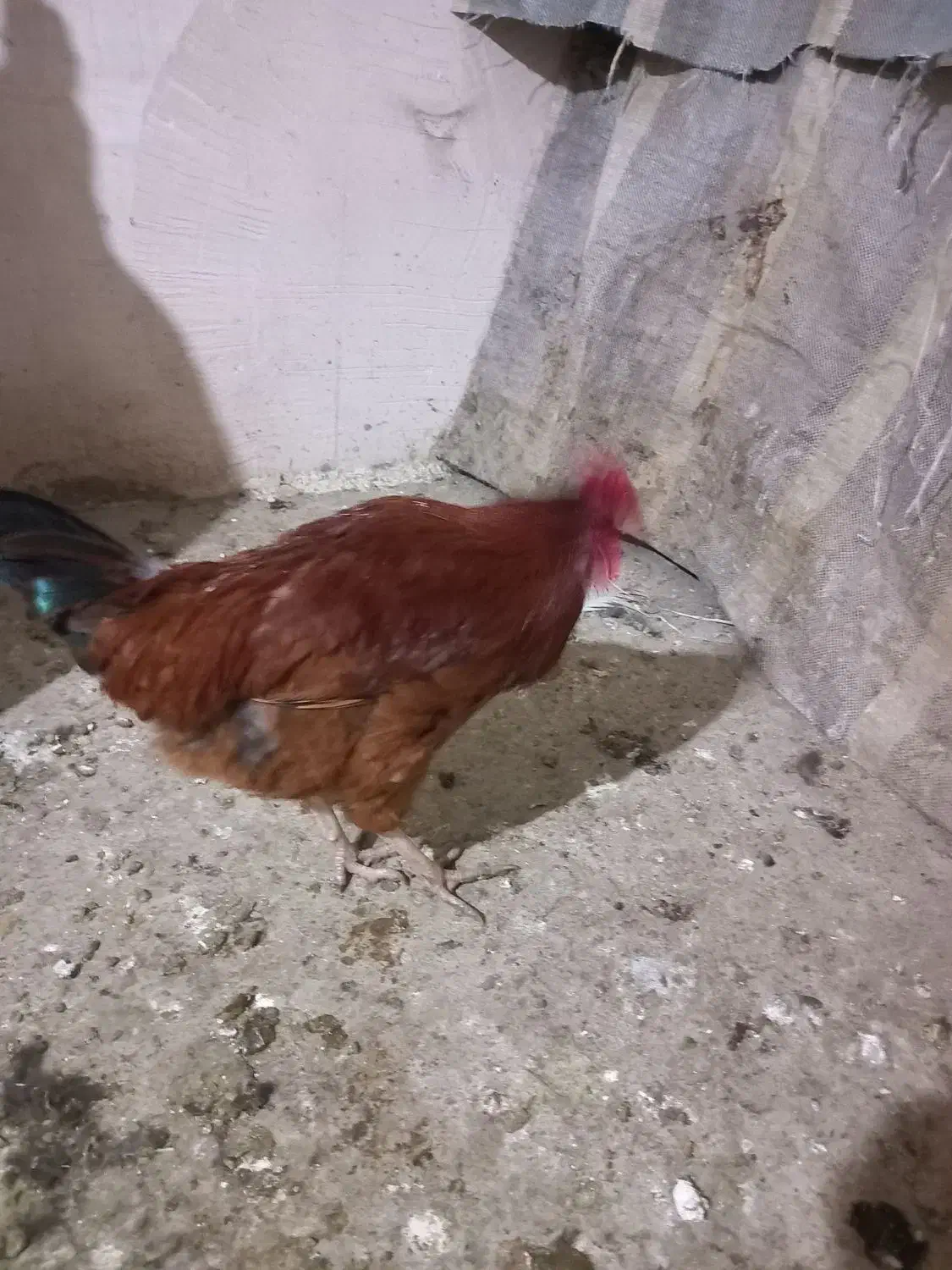 خروس رسمی|حیوانات مزرعه|صالح آباد, |دیوار