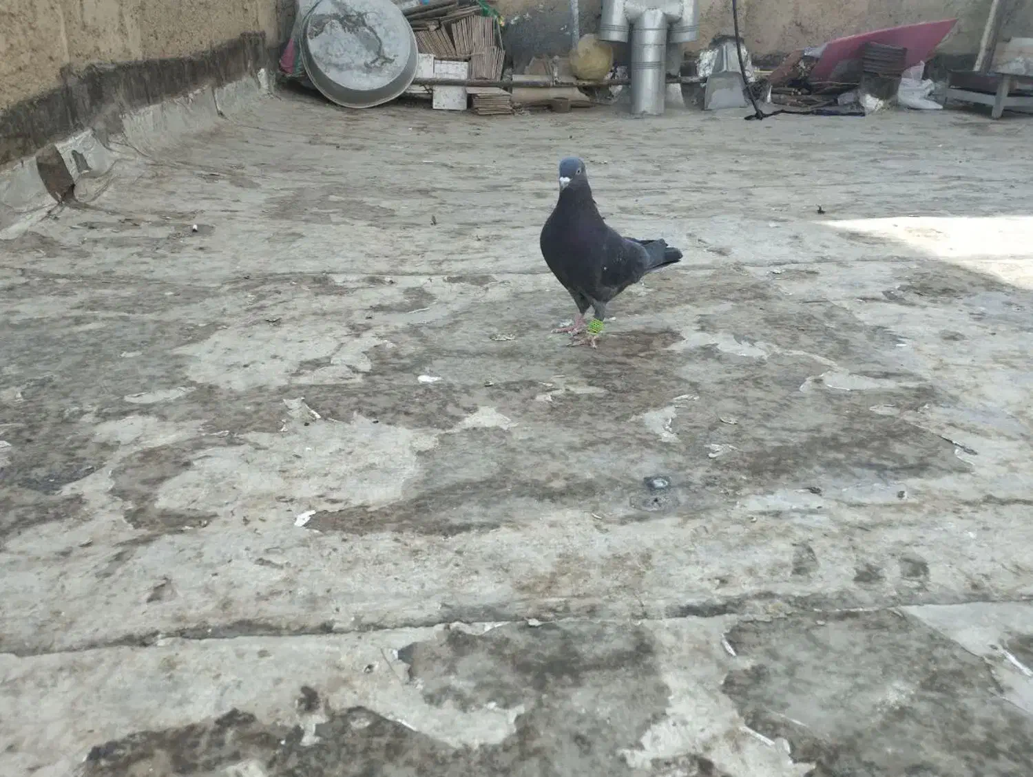 کفتر|پرنده|لنجان, |دیوار