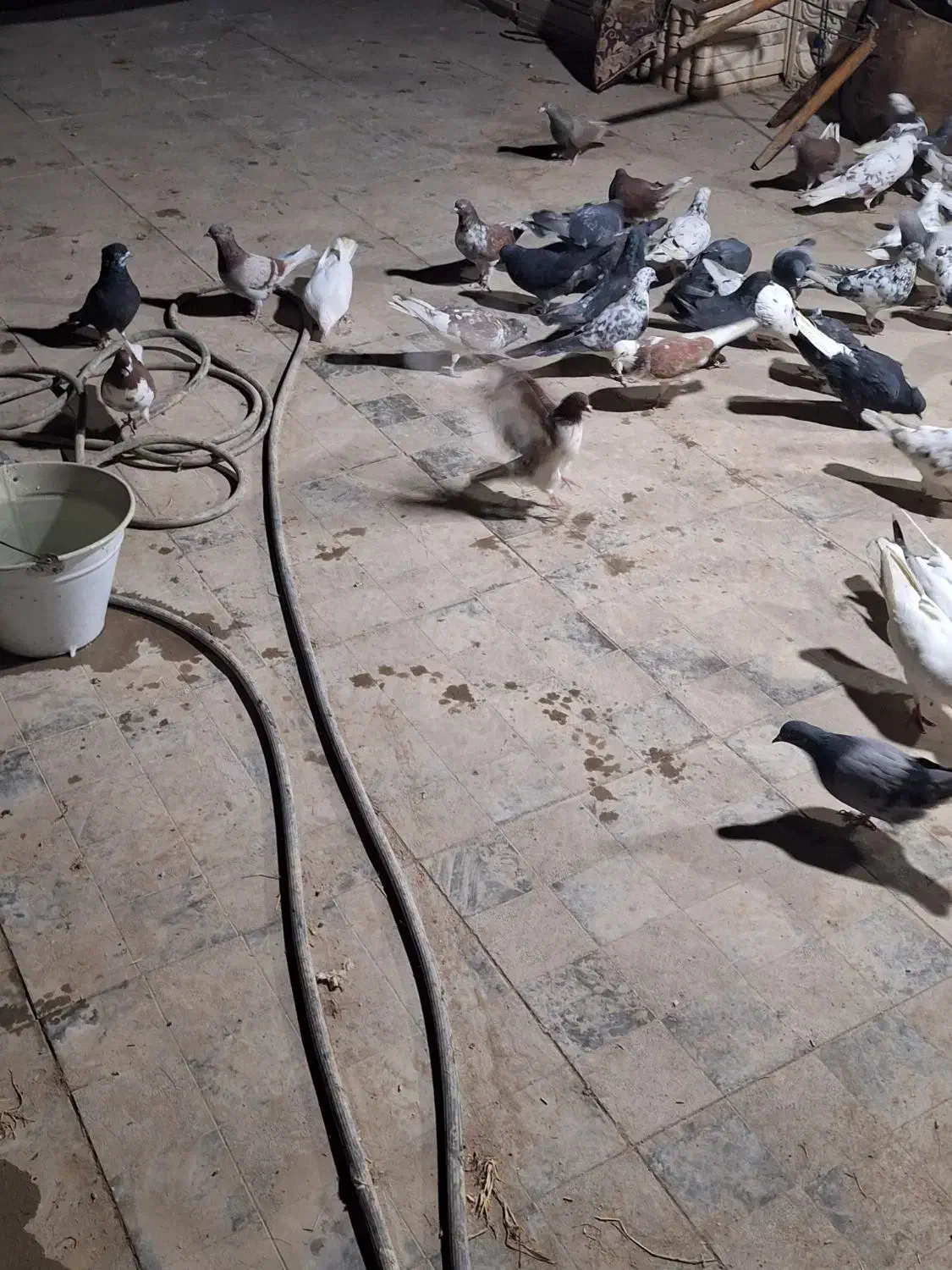 کفتر پرشی|پرنده|مشکیندشت, |دیوار