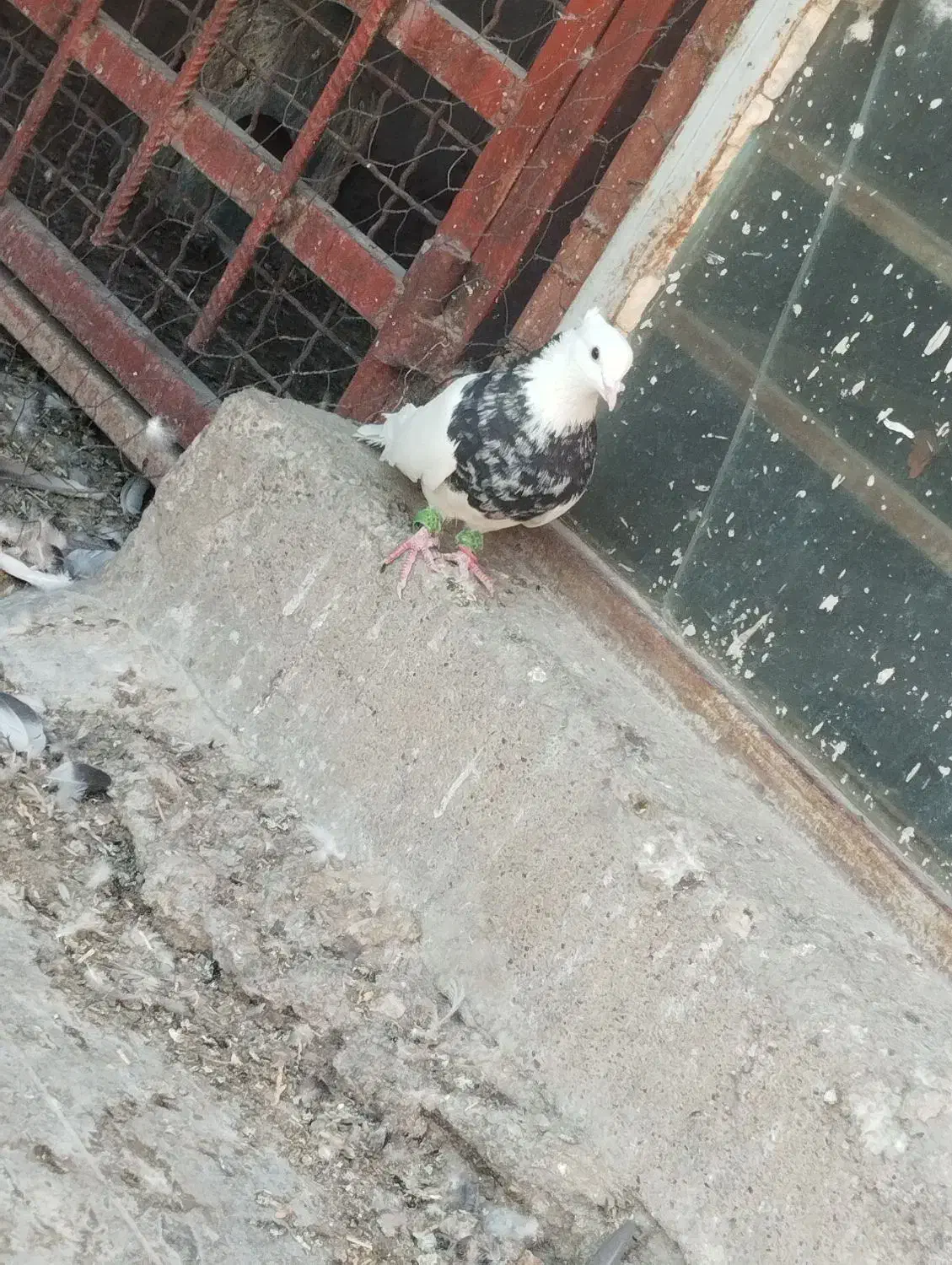 کفتر کبوتر طوقی|پرنده|اهواز, شریعتی جنوبی|دیوار