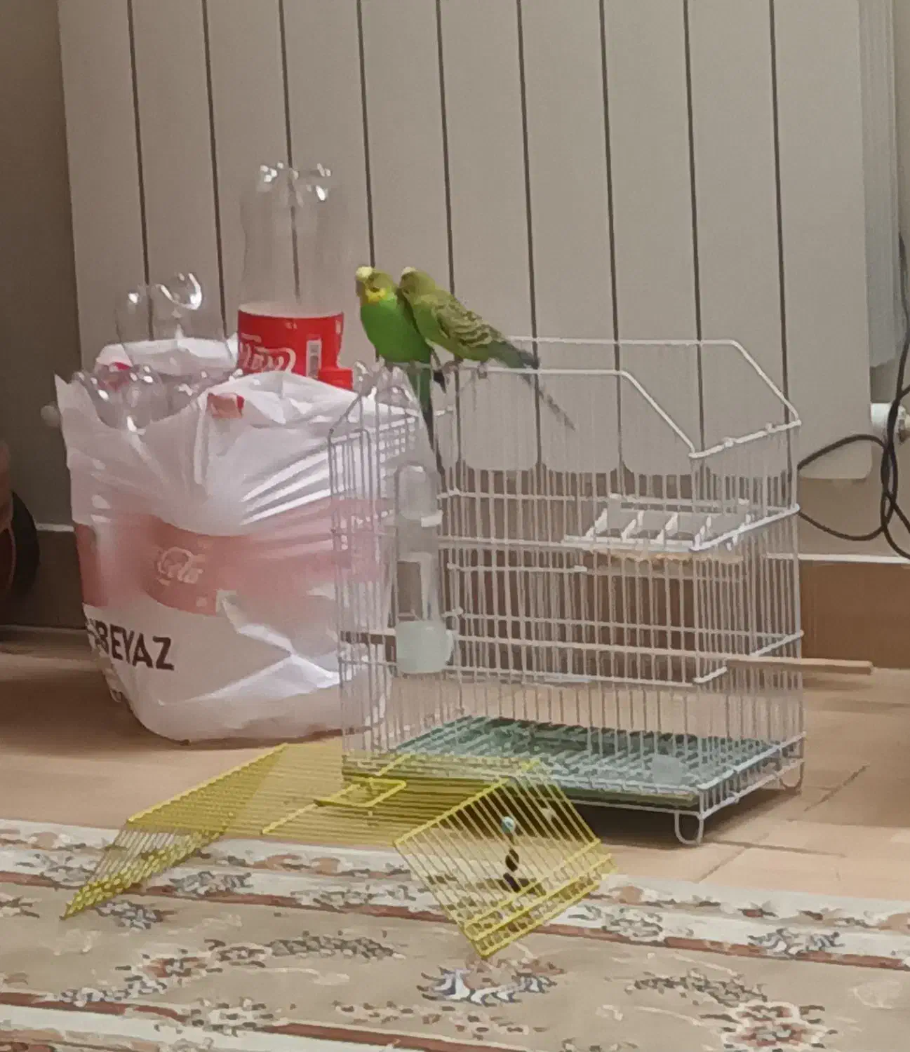 مرغ عشق جفت کاملاً دستی رام و اروم|پرنده|تهران, وحیدیه|دیوار