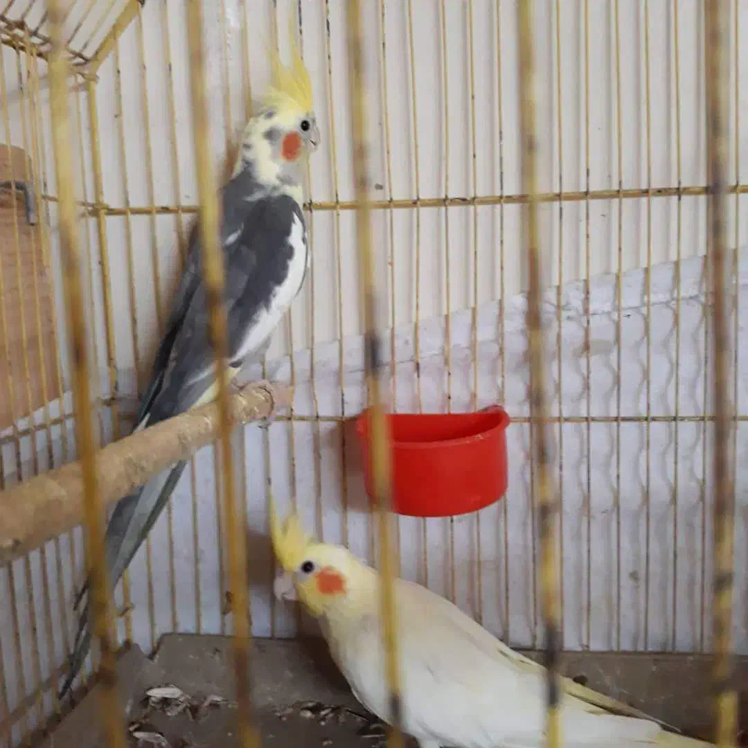 طوطی هلندی.مولد لوتینو|پرنده|بابل, |دیوار