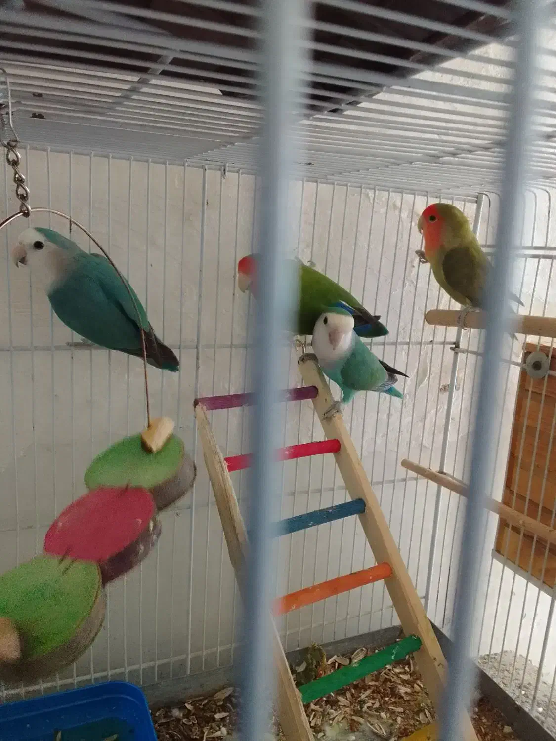 پرنده  دو جفت  با ا قفس همه یک جاه|پرنده|لامرد, |دیوار