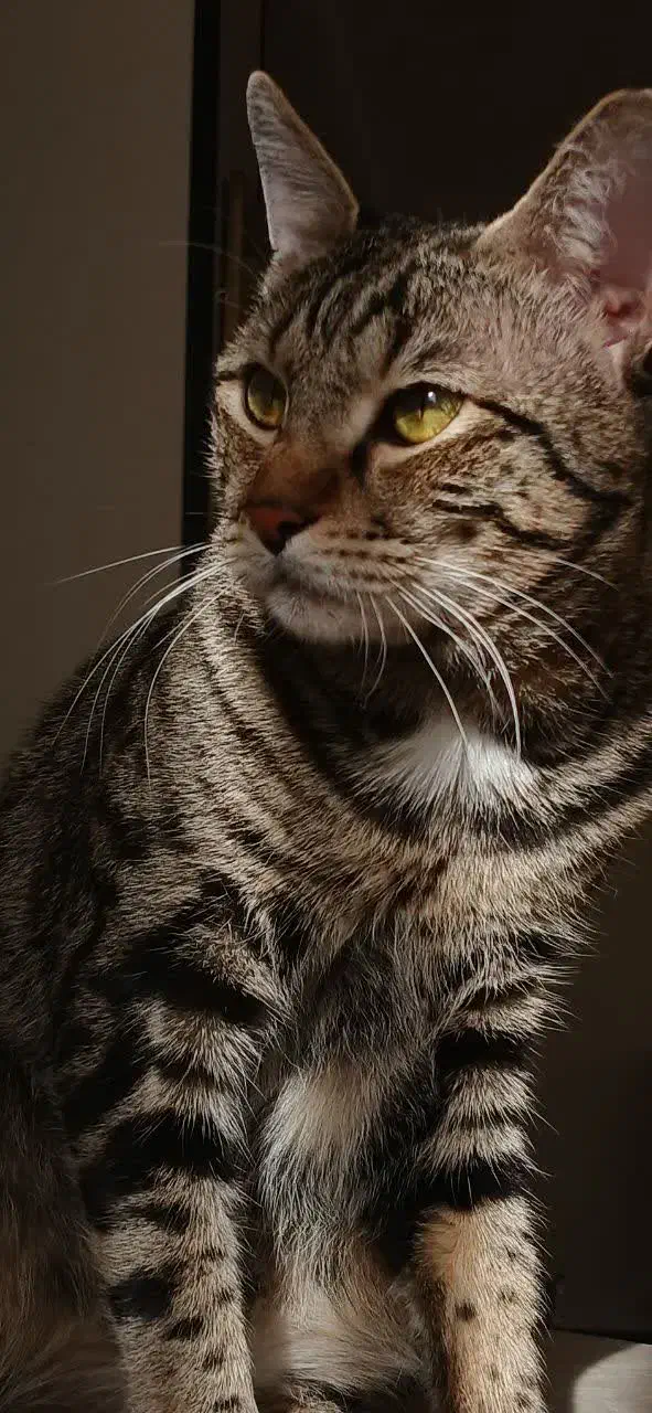 واگذاری گربه dsh|گربه|محمدشهر, شهرک پیام (مهرالبرز)|دیوار