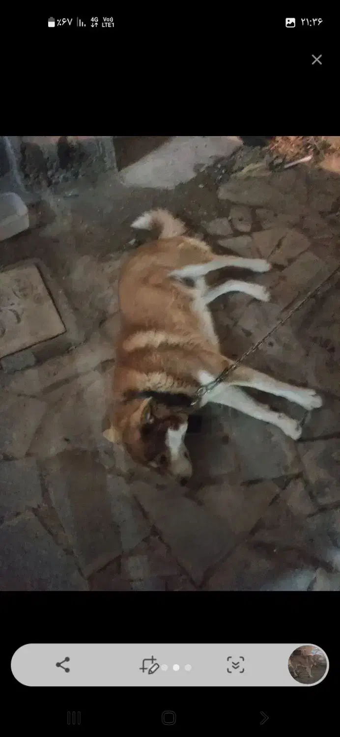 سگ هاسکی|سگ|فریمان, |دیوار