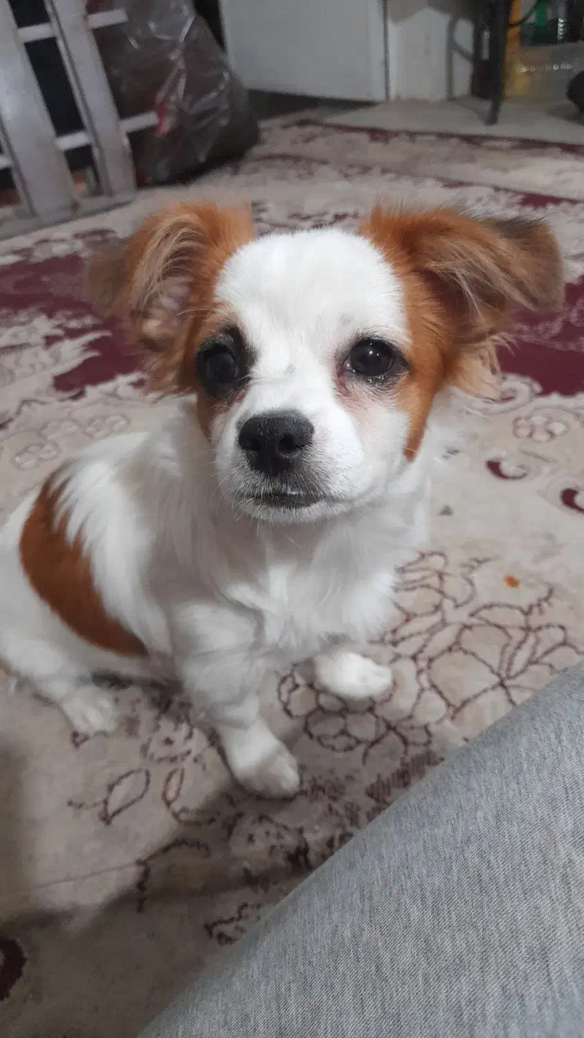 یک سگ ۶ماه  ماده. اشپیز. دستی  رام رام|سگ|سیرجان, |دیوار