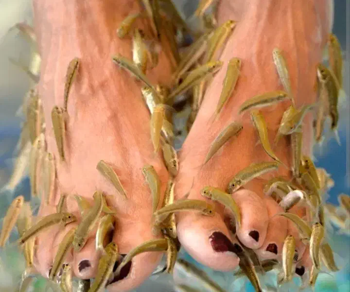 فیش اسپا|ماهی|دوگنبدان, |دیوار