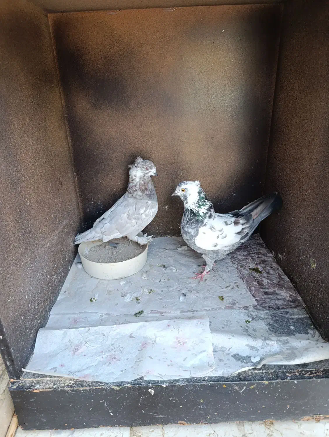 سرورنر سوسکی ماده گمشده|پرنده|نسیمشهر, |دیوار