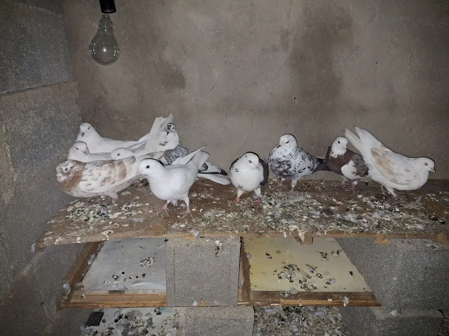 کبوتر|پرنده|سنگدوین, |دیوار