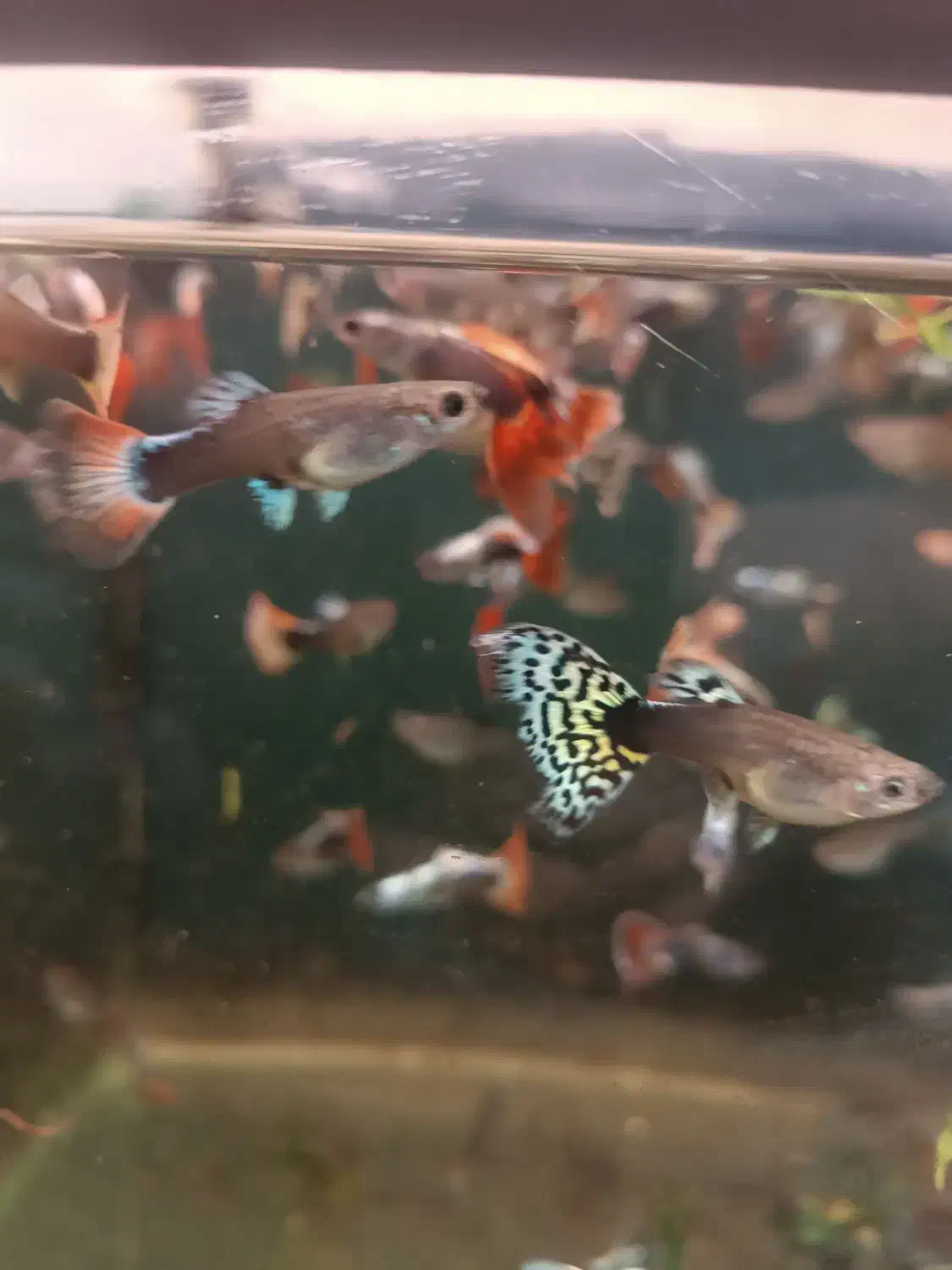 گوپی کوپی فکوری72|ماهی|مشهد, سرافرازان|دیوار