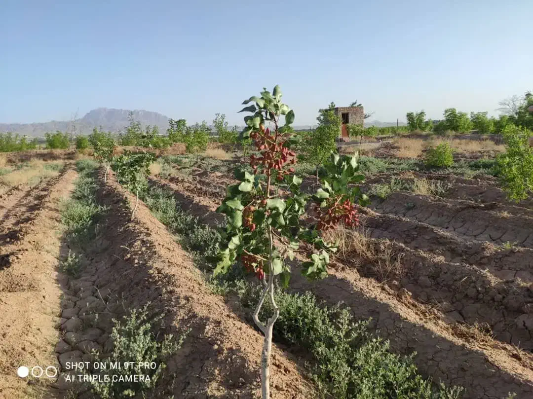 فردش آب و زمین کشاورزی چاه موسوی اول|فروش زمین و ملک کلنگی|خوسف, |دیوار