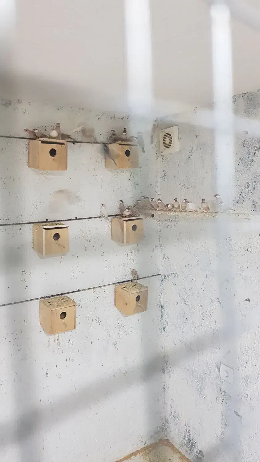 فنچ نرگسی|پرنده|تهران, مشیریه|دیوار