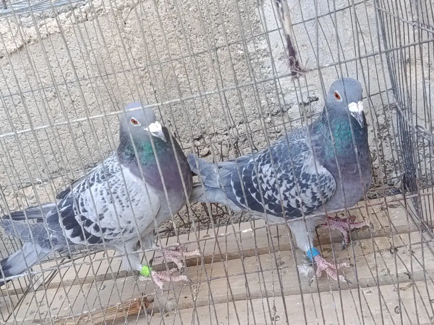 کبوتر|پرنده|خاش, |دیوار