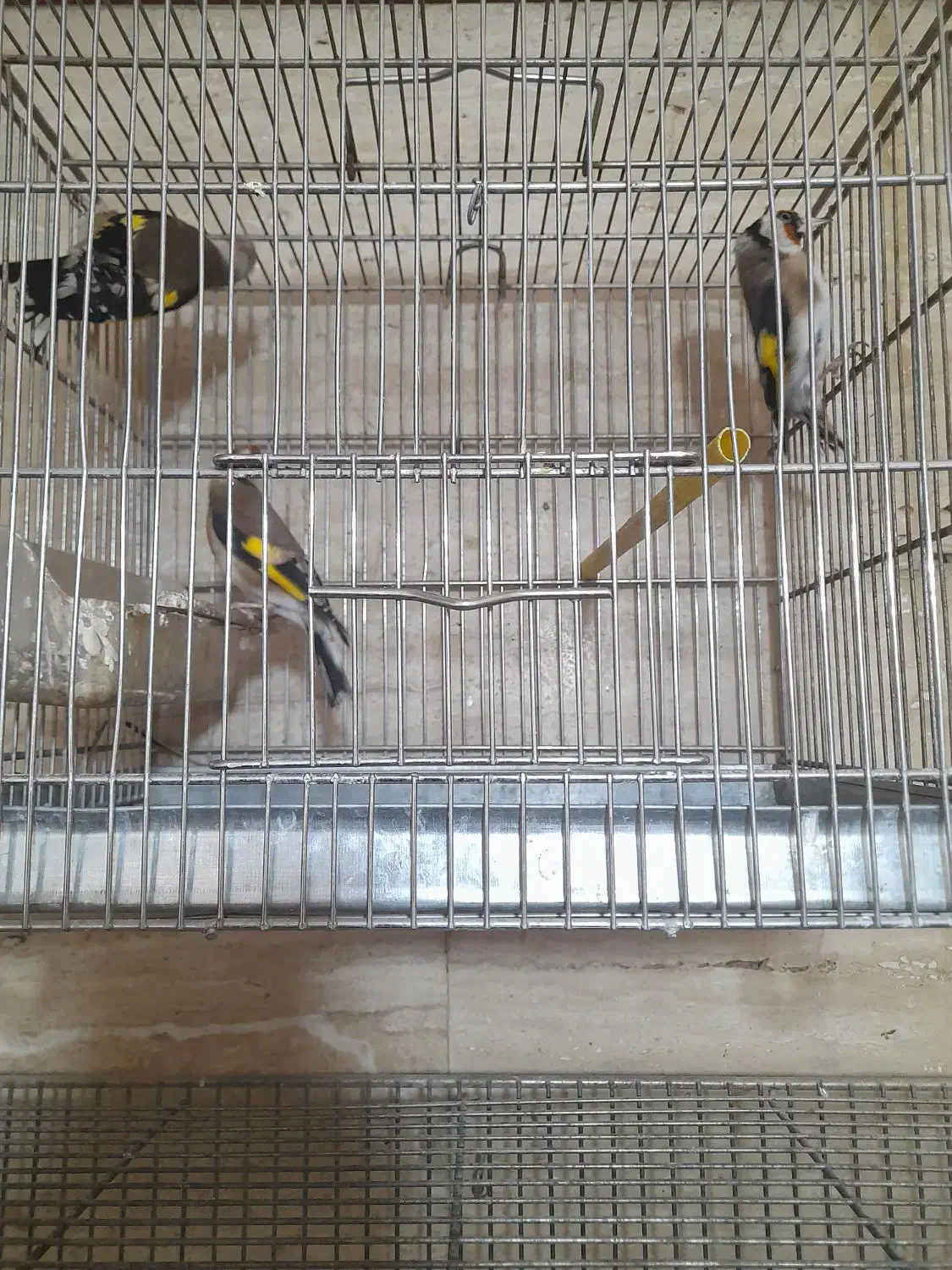 سهره و سهره سبز و گل بسر|پرنده|پردیس, فاز ۴|دیوار