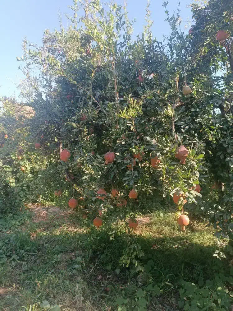 انار عمده|خوردنی و آشامیدنی|نوبندگان, |دیوار