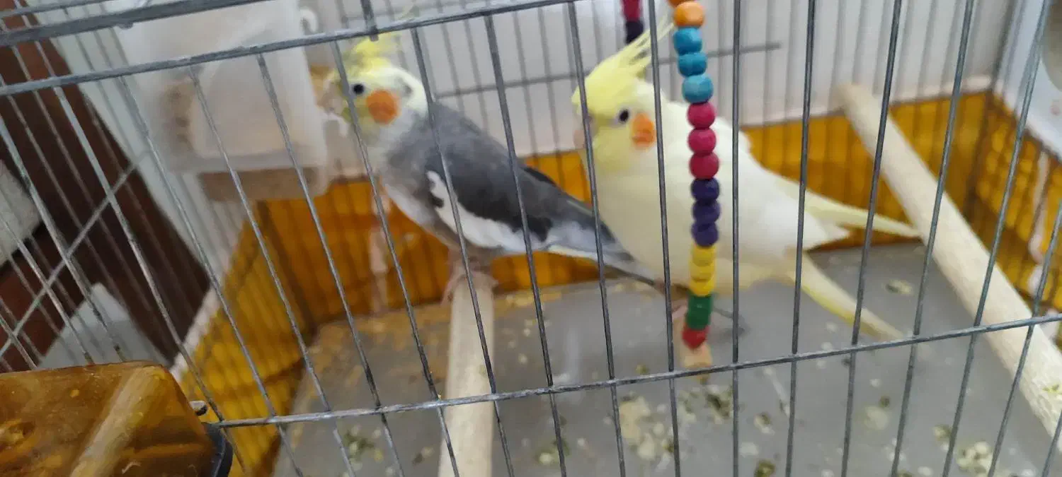 عروس هلندی یک جفت با قفس|پرنده|قدس, شهر‌قدس|دیوار