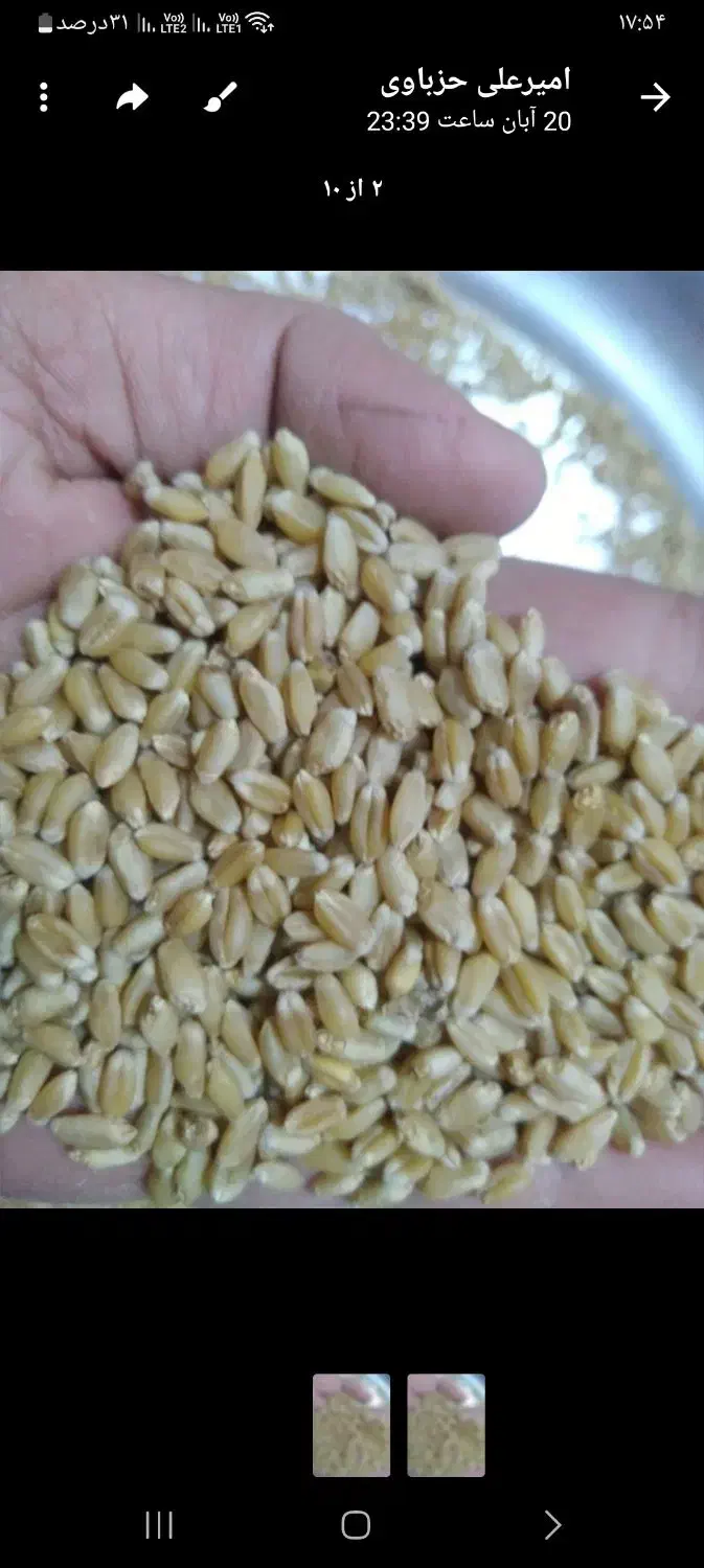 بزر‌گندم‌شیبان|خوردنی و آشامیدنی|اهواز, زرگان|دیوار