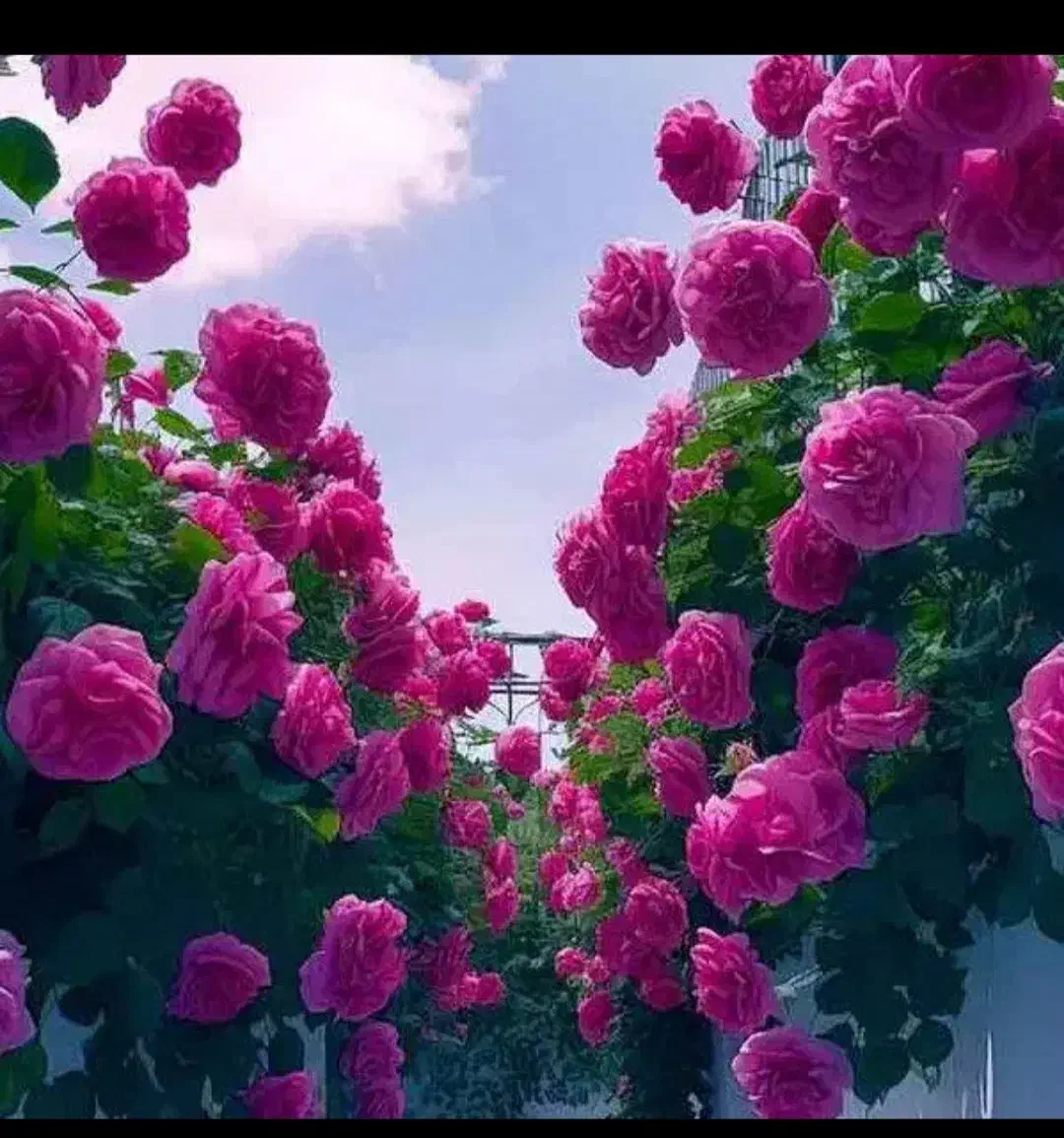 کار نظافت|خدمات نظافت|بجنورد, |دیوار