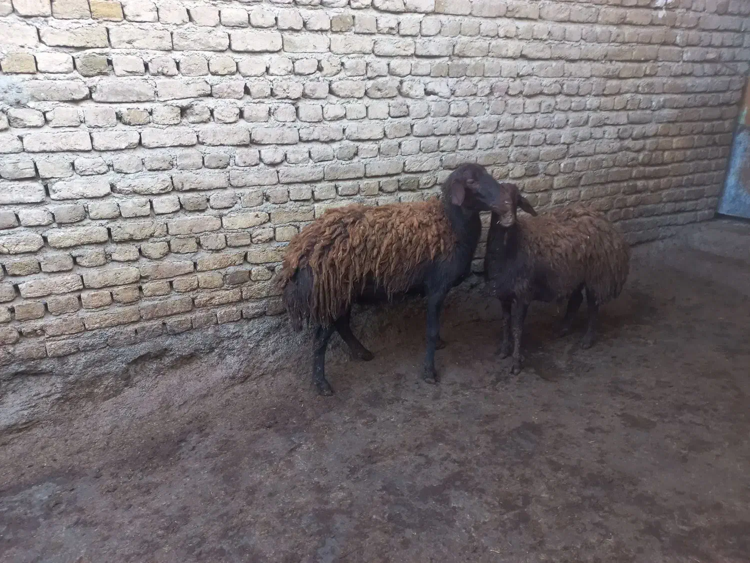 شیشک ابستن به شرط|حیوانات مزرعه|صحنه, |دیوار