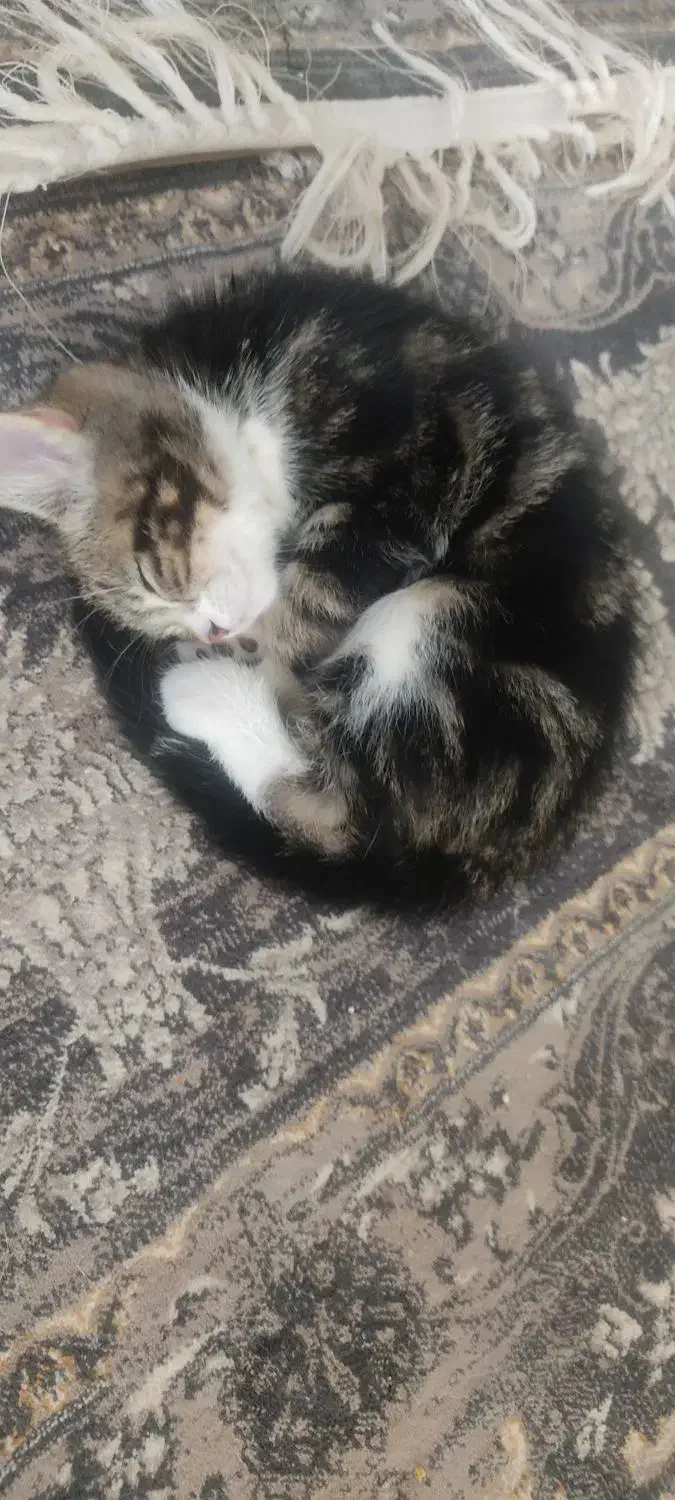 گربه کوچولو|گربه|یزد, |دیوار