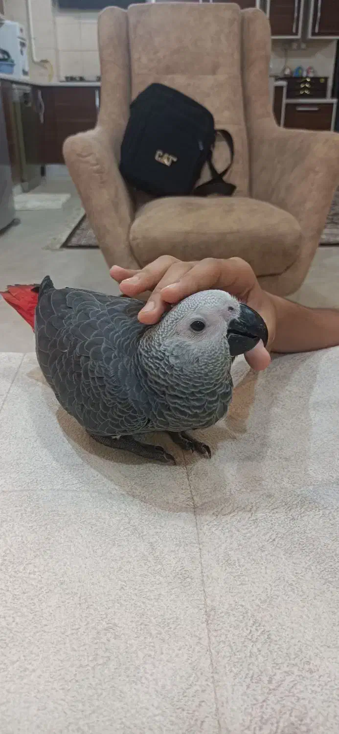 کاسکو گمشده|پرنده|آبادان, |دیوار