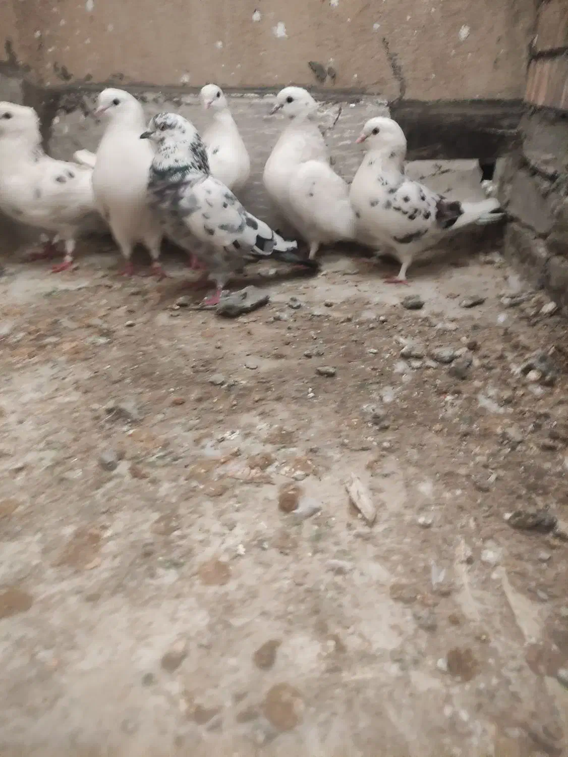 کفتر پرشی|پرنده|تهران, مجیدآباد|دیوار