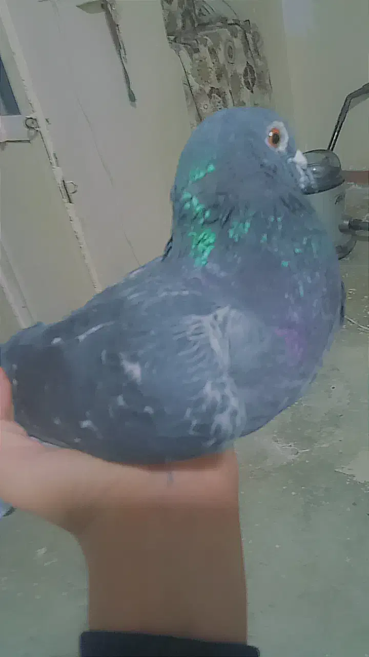 چاپی|پرنده|مسجد سلیمان, |دیوار