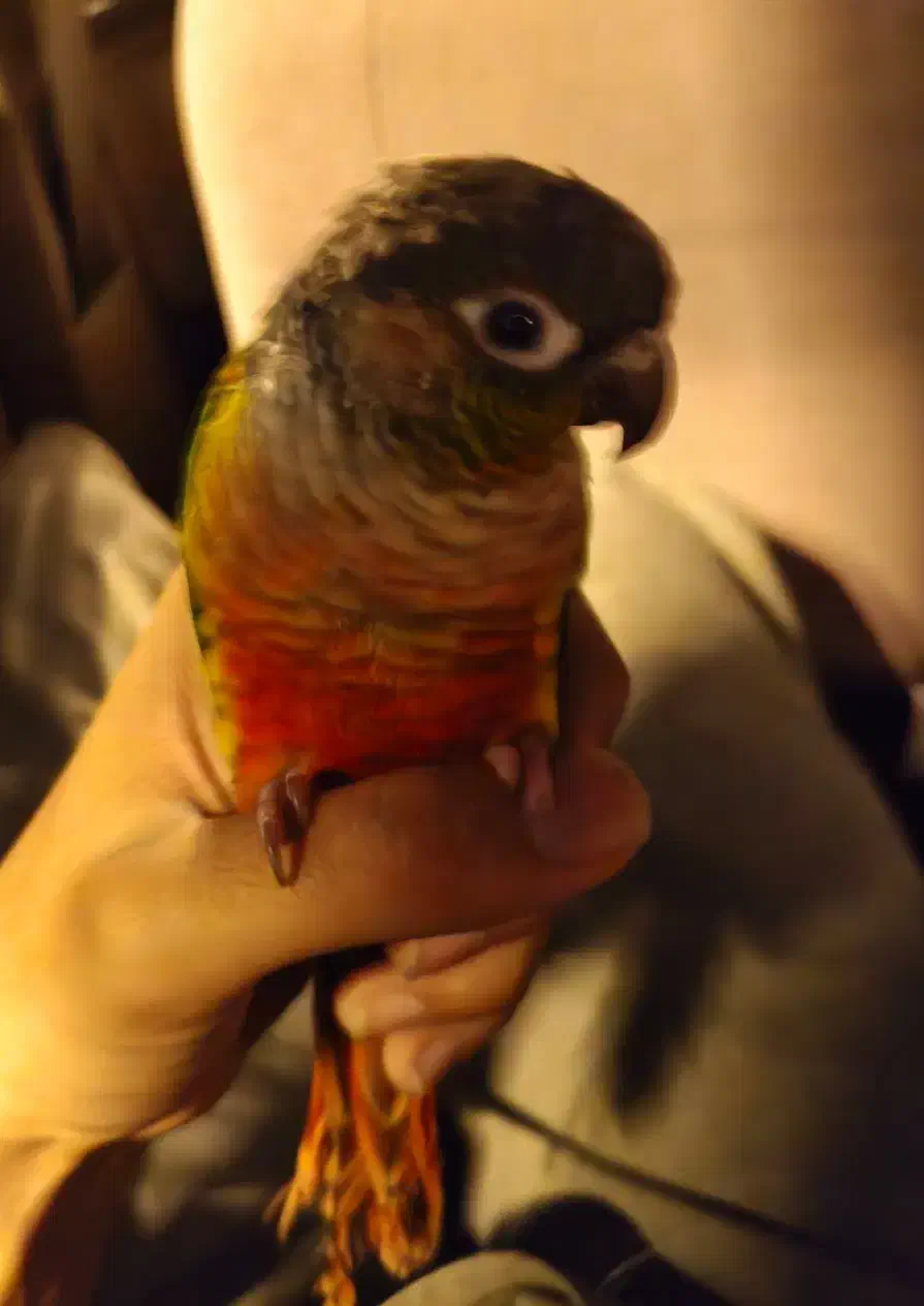 طوطی گمشده|حیوانات|ری, بازار آهن|دیوار