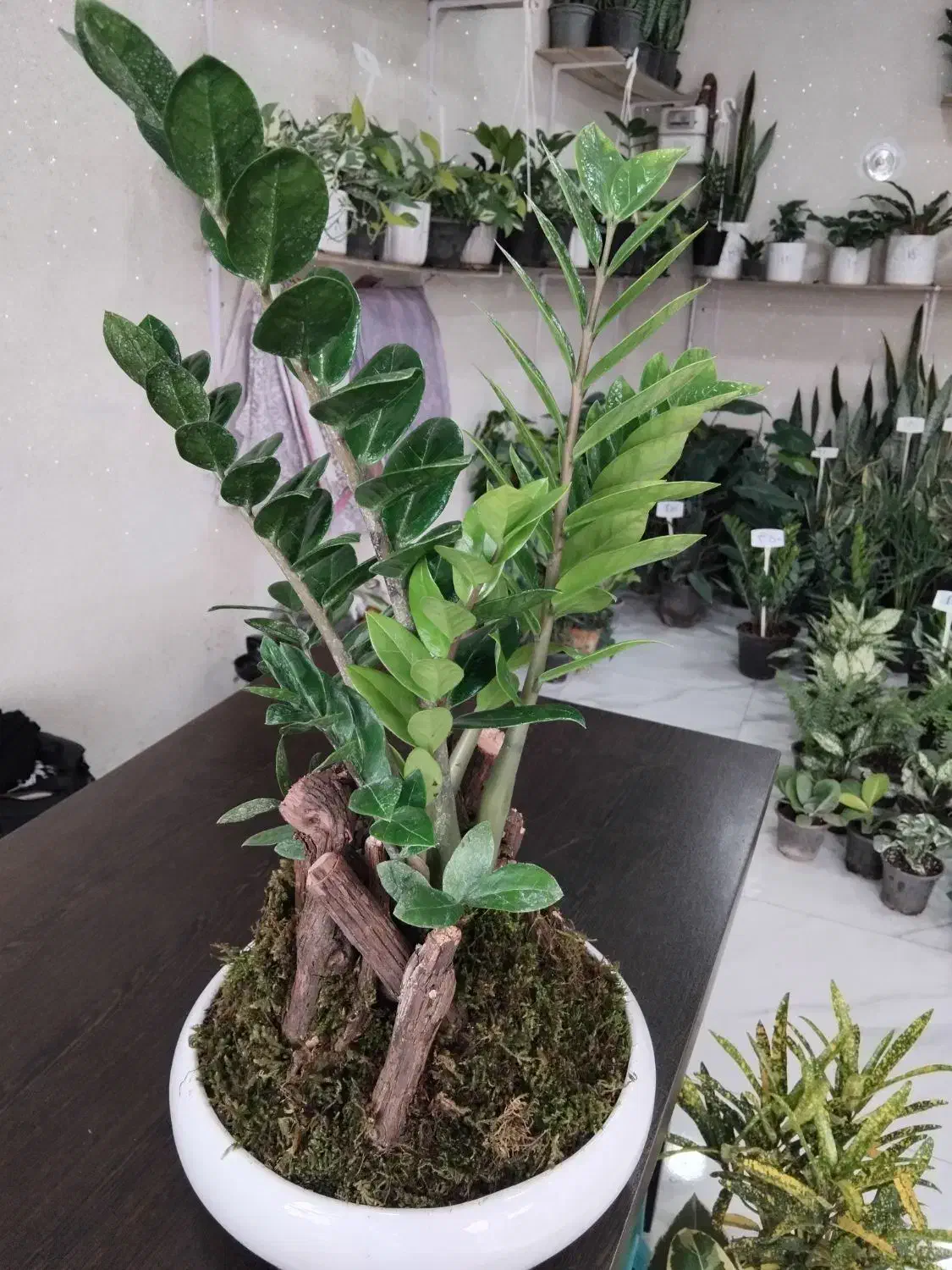 انواع گل های آپارتمانی و گلخانه ای|گل و گیاه طبیعی|لاهیجان, بازکیاگوراب|دیوار