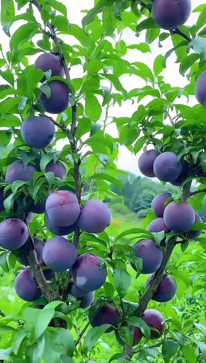 نهال آلو سالم و پربار  مناسب باغ و باغچه|خدمات باغبانی و درختکاری|سلماس, |دیوار