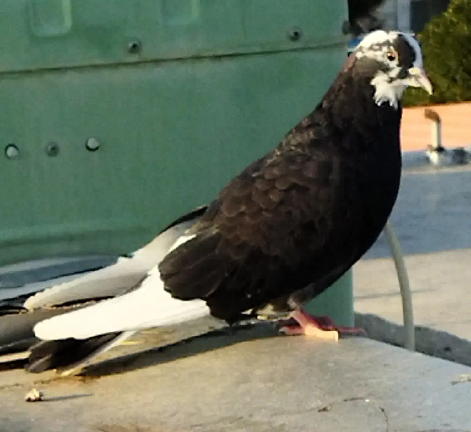 کبوتر|پرنده|شاهرود, |دیوار