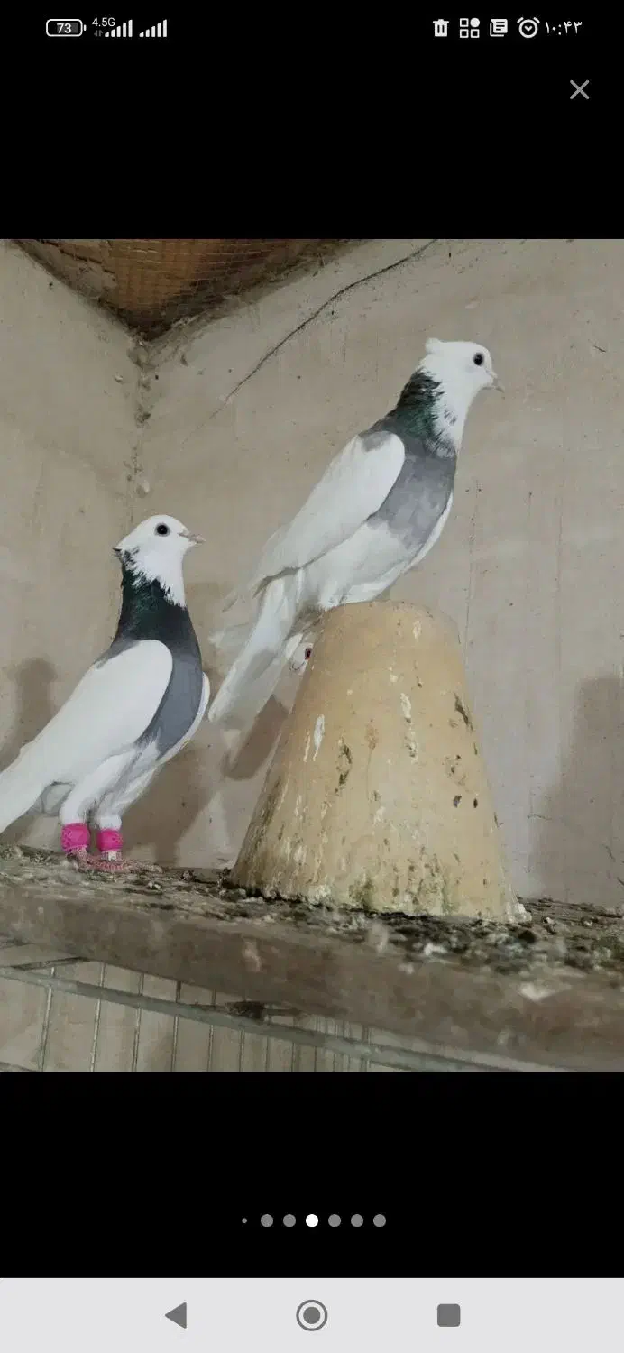 چهار جفت طوقی|پرنده|تبریز, |دیوار