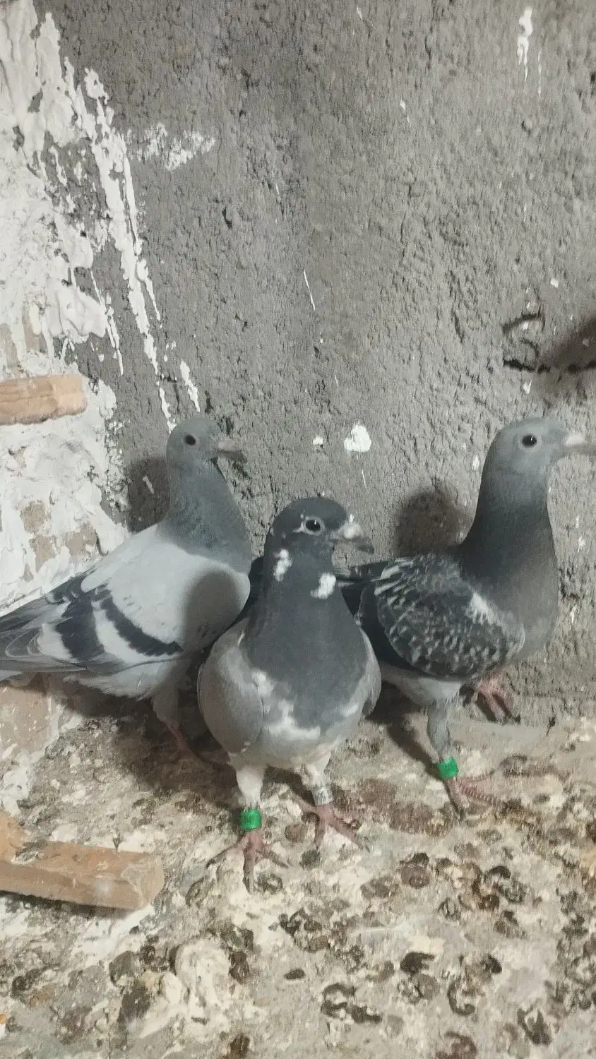 کفتر ستا جوجه مسافتی به شرط|پرنده|رضویه, |دیوار