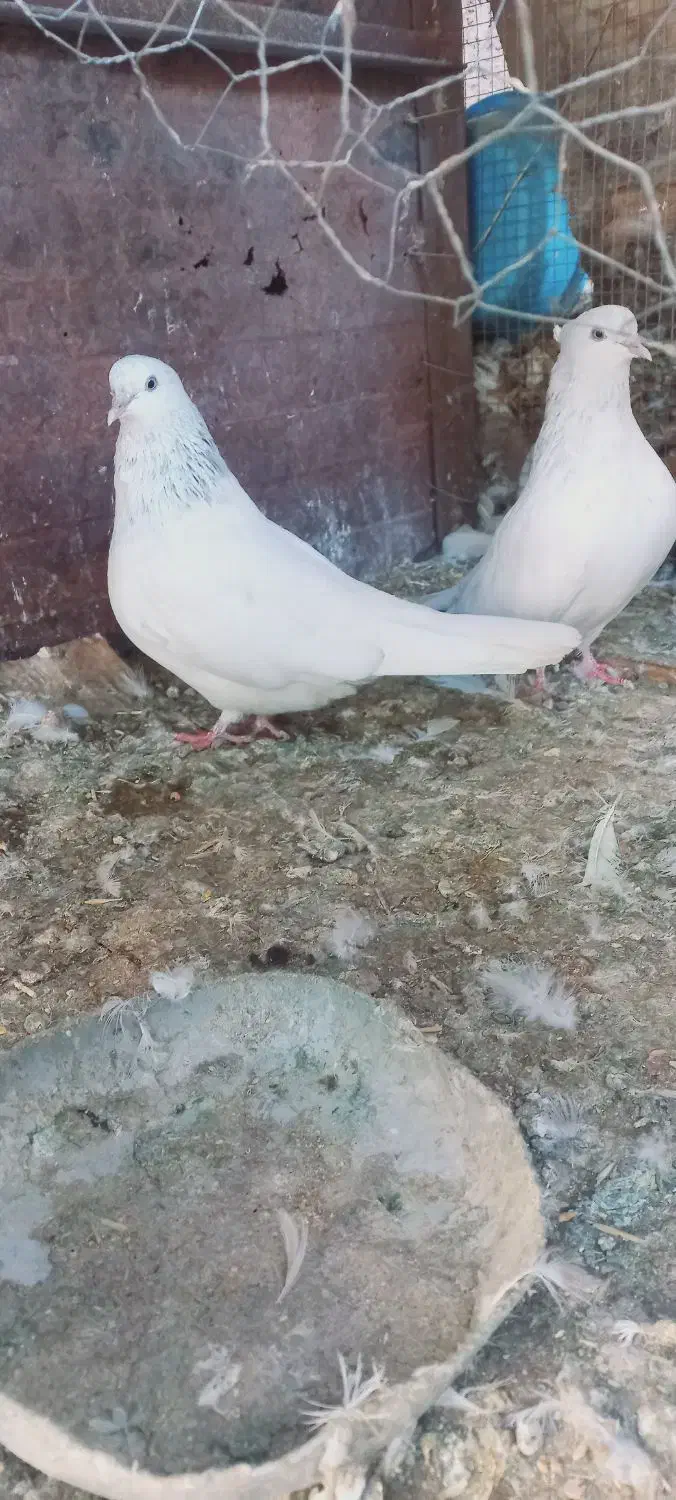 کله ای|پرنده|بم, |دیوار