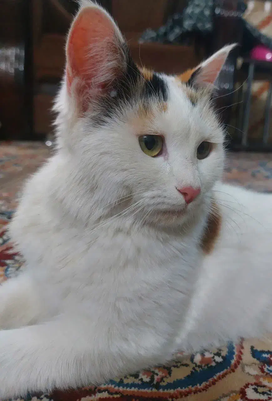 گربه پشمالو|گربه|میبد, |دیوار