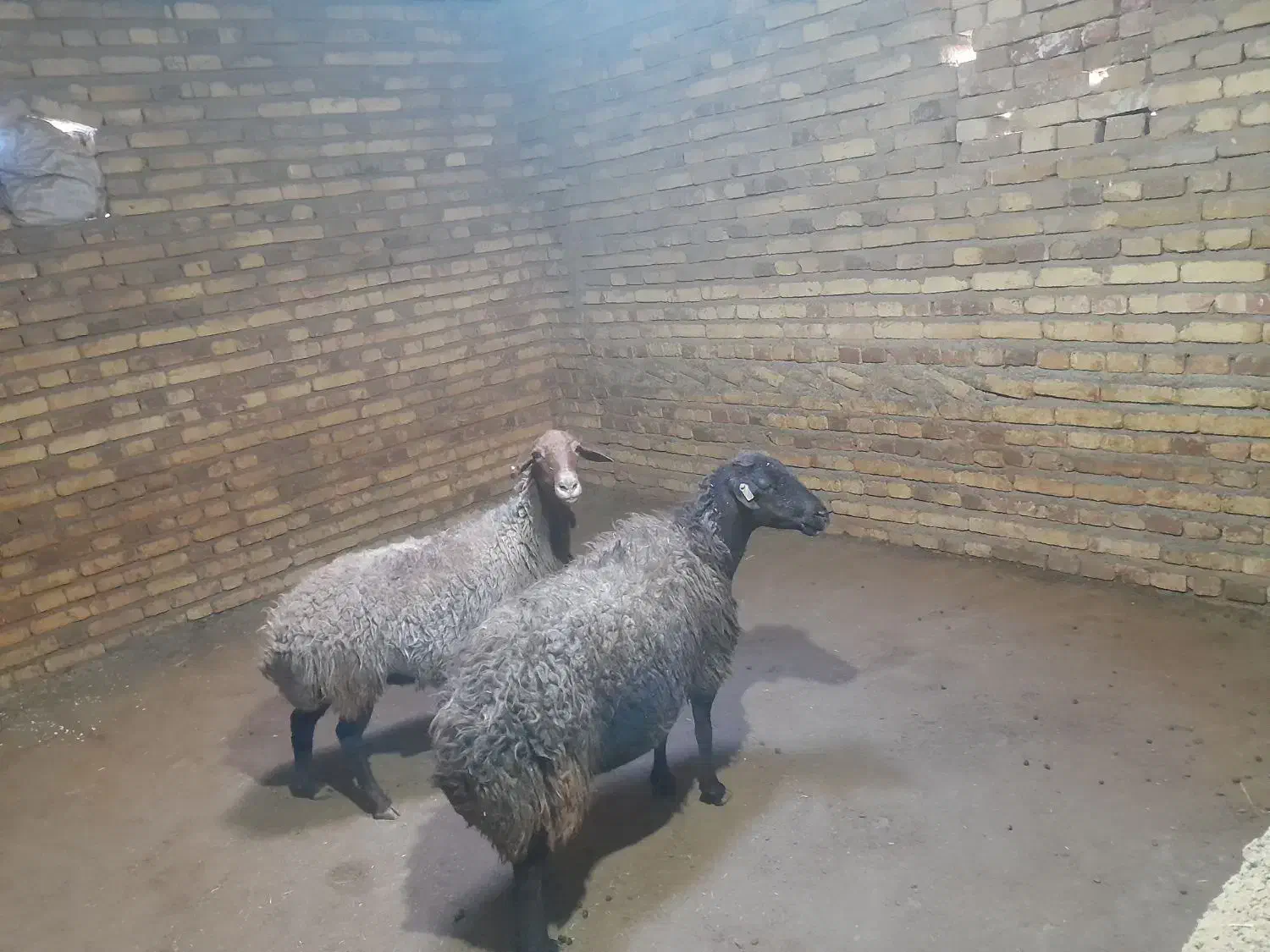 دوراس گوسفندجوان آبستن|حیوانات مزرعه|بلبان آباد, |دیوار